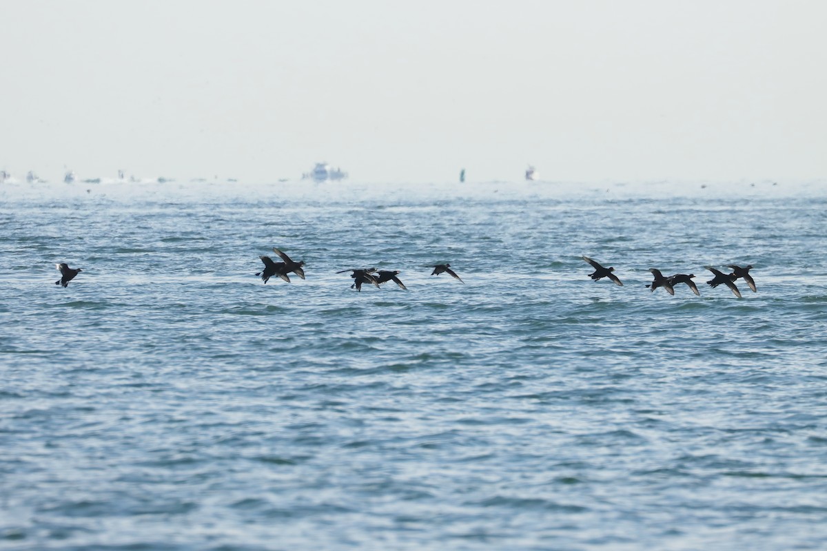 Black Scoter - ML645369122