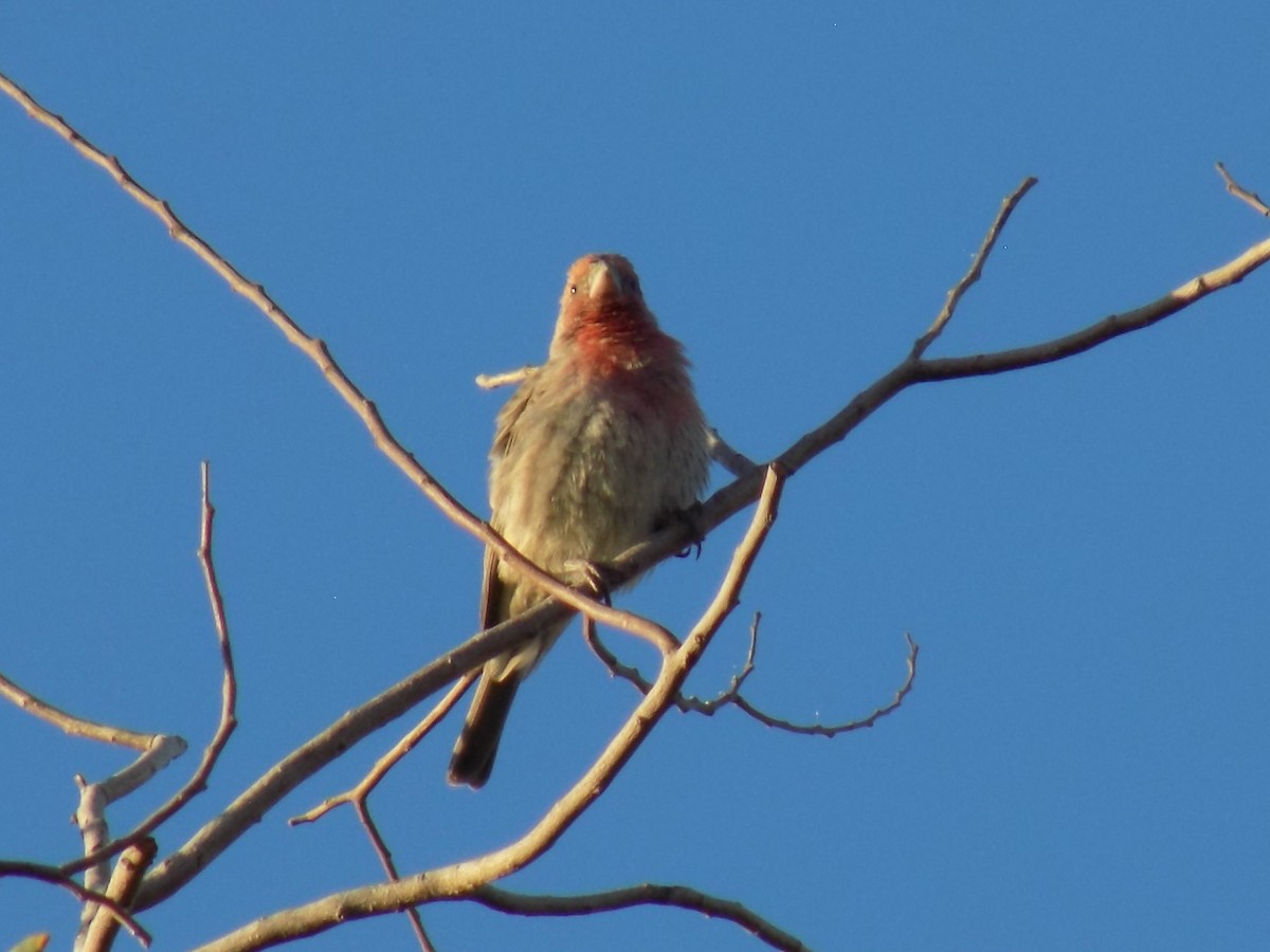 House Finch - ML645369129