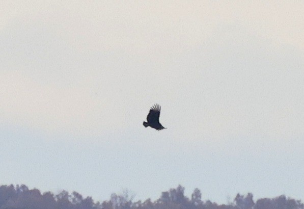 Катарта чорна - ML645369144