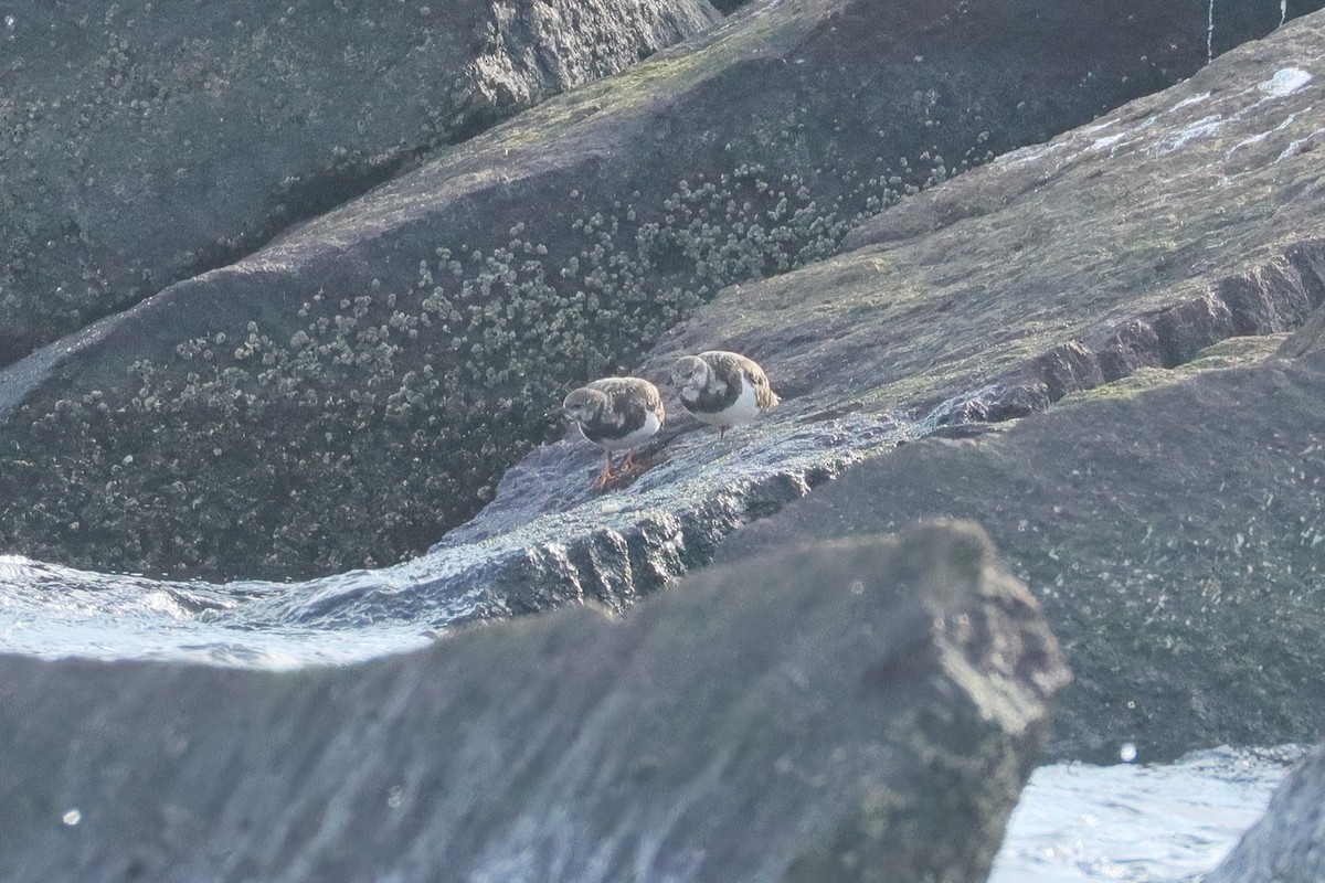 Ruddy Turnstone - ML645369152