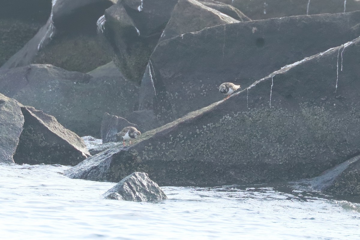 Ruddy Turnstone - ML645369154