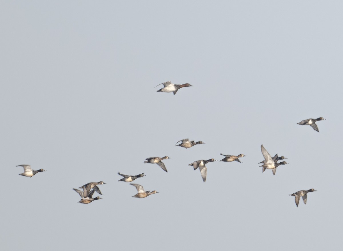 Murgilari bizkarzuria - ML645369195