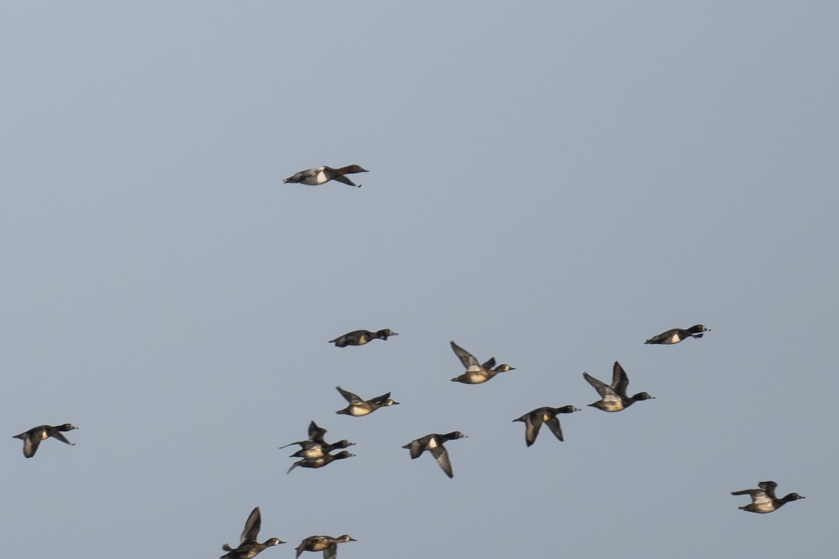 Murgilari bizkarzuria - ML645369200