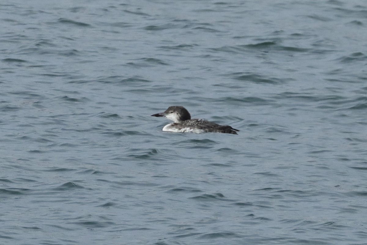 Common Loon - ML645369205