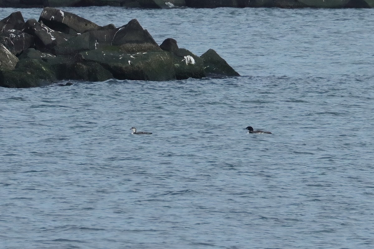 Common Loon - ML645369206