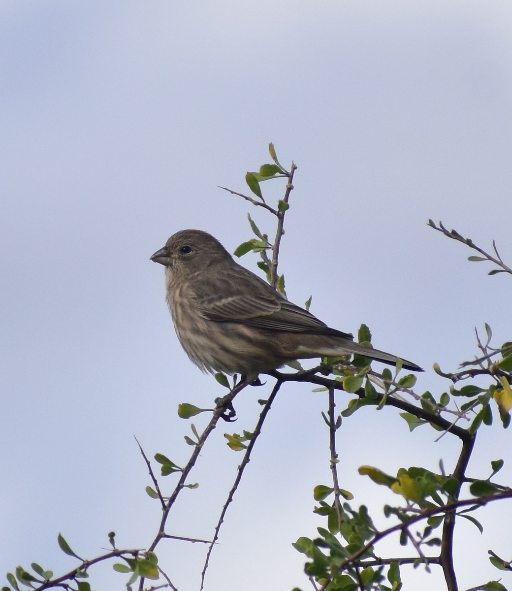 House Finch - ML645369226