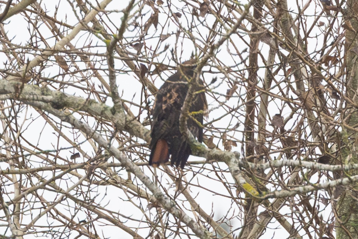 Red-tailed Hawk - ML645369229