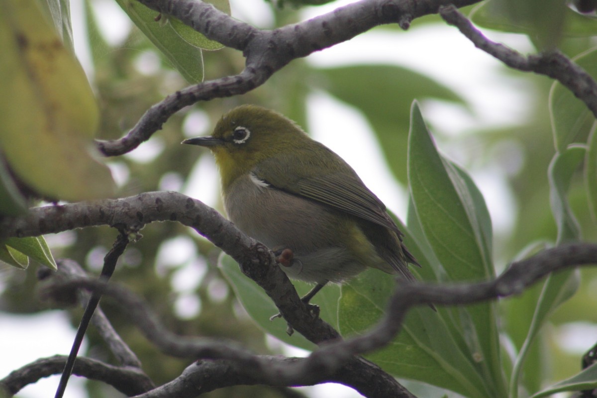 Anteojitos Japonés - ML645369233