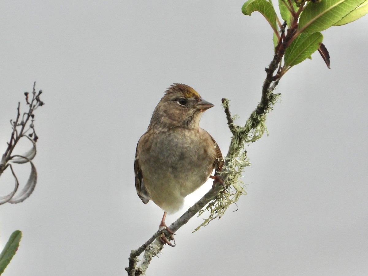 Golden-crowned Sparrow - ML645369237