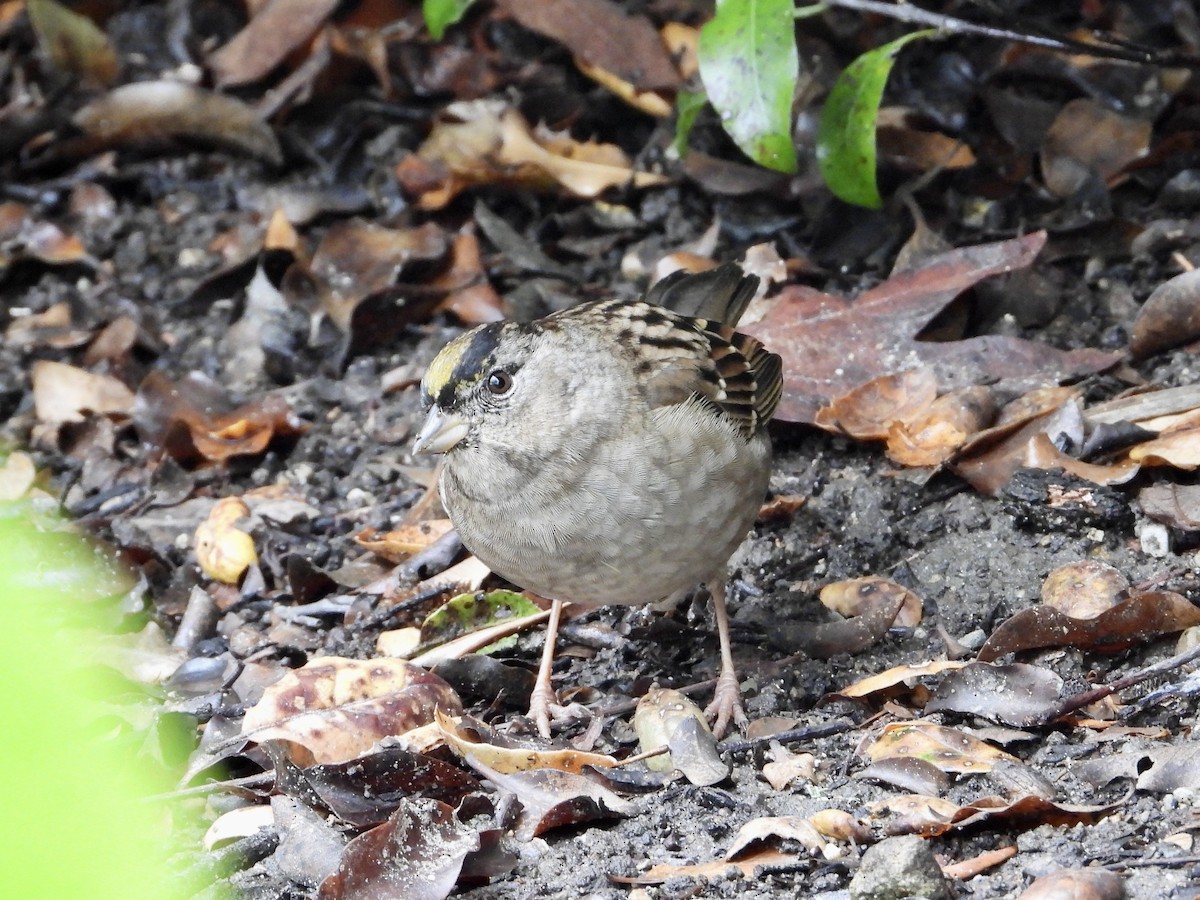 Golden-crowned Sparrow - ML645369238