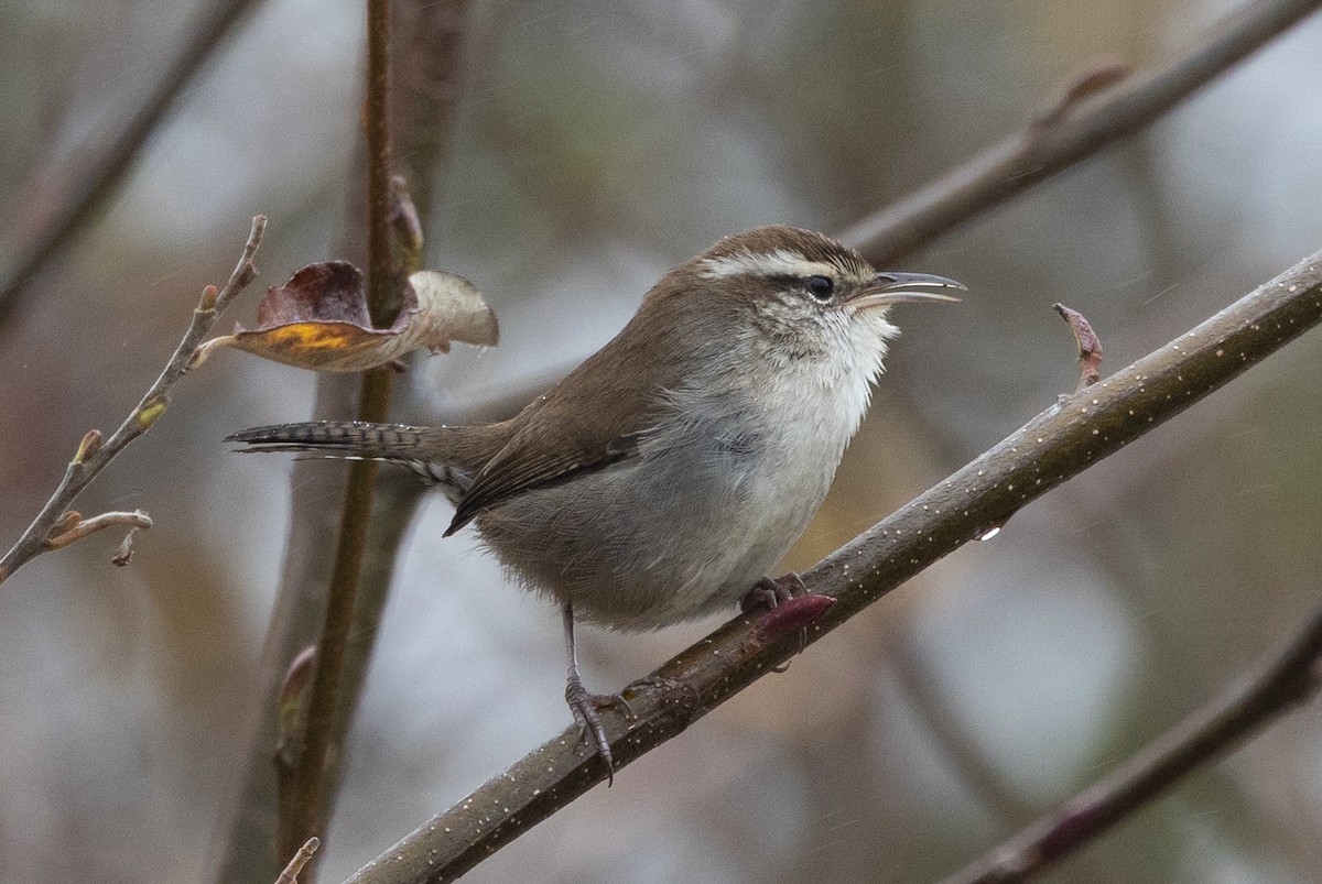 Bewick's Wren - ML645369239