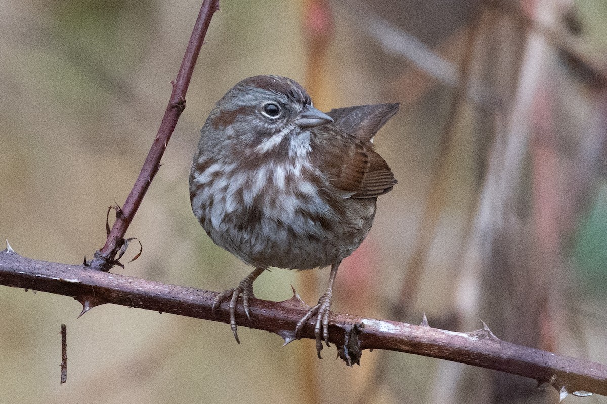 Song Sparrow - ML645369243