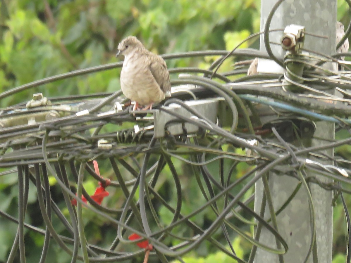 Inca Dove - ML645369272