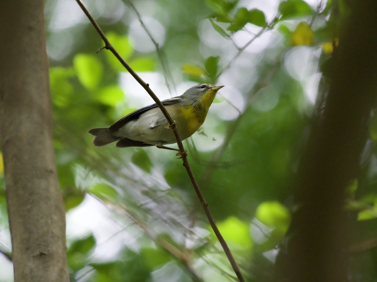 Northern Parula - ML645369274