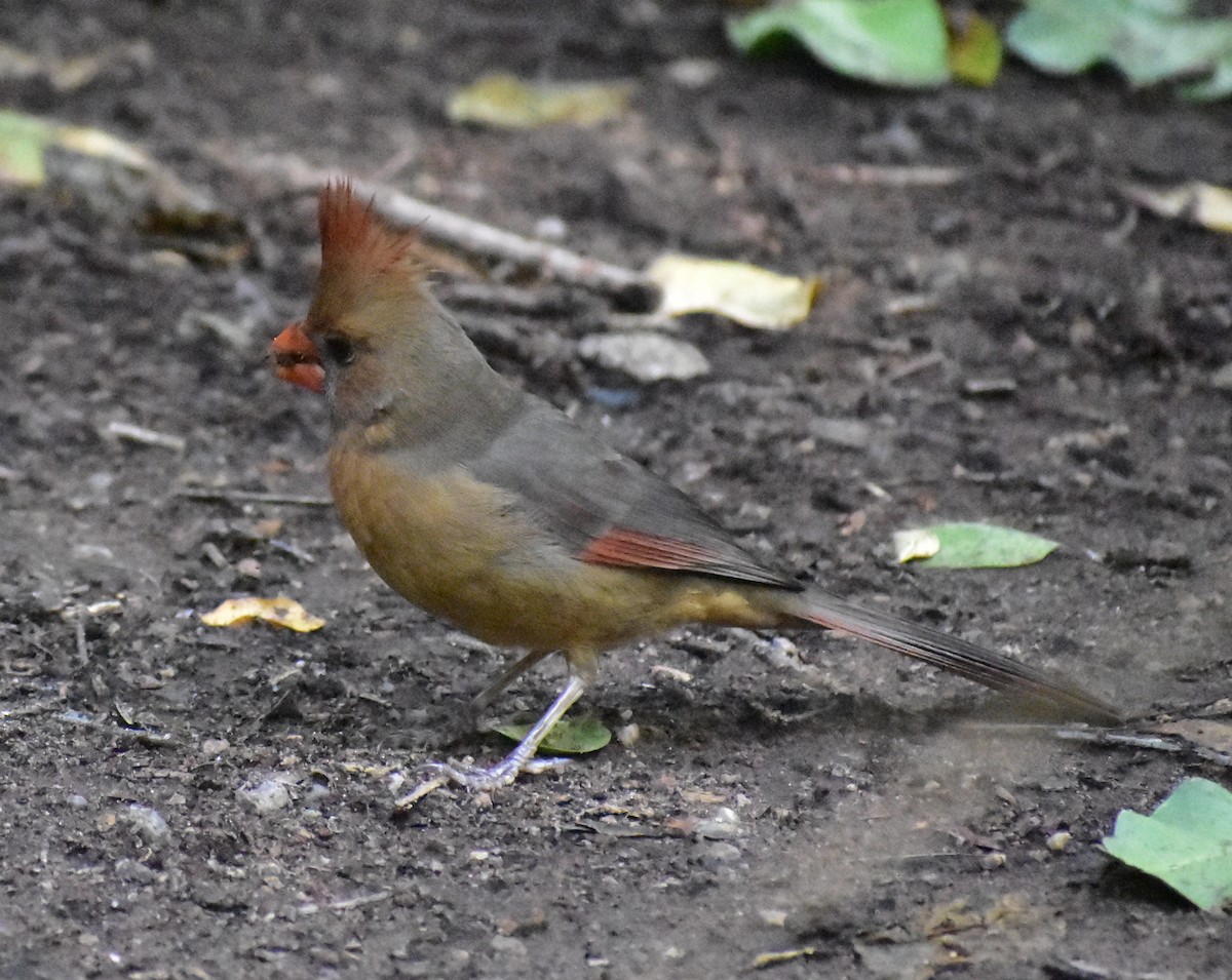 Northern Cardinal - ML645369275