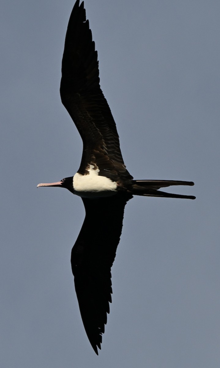 聖誕島軍艦鳥 - ML645369276