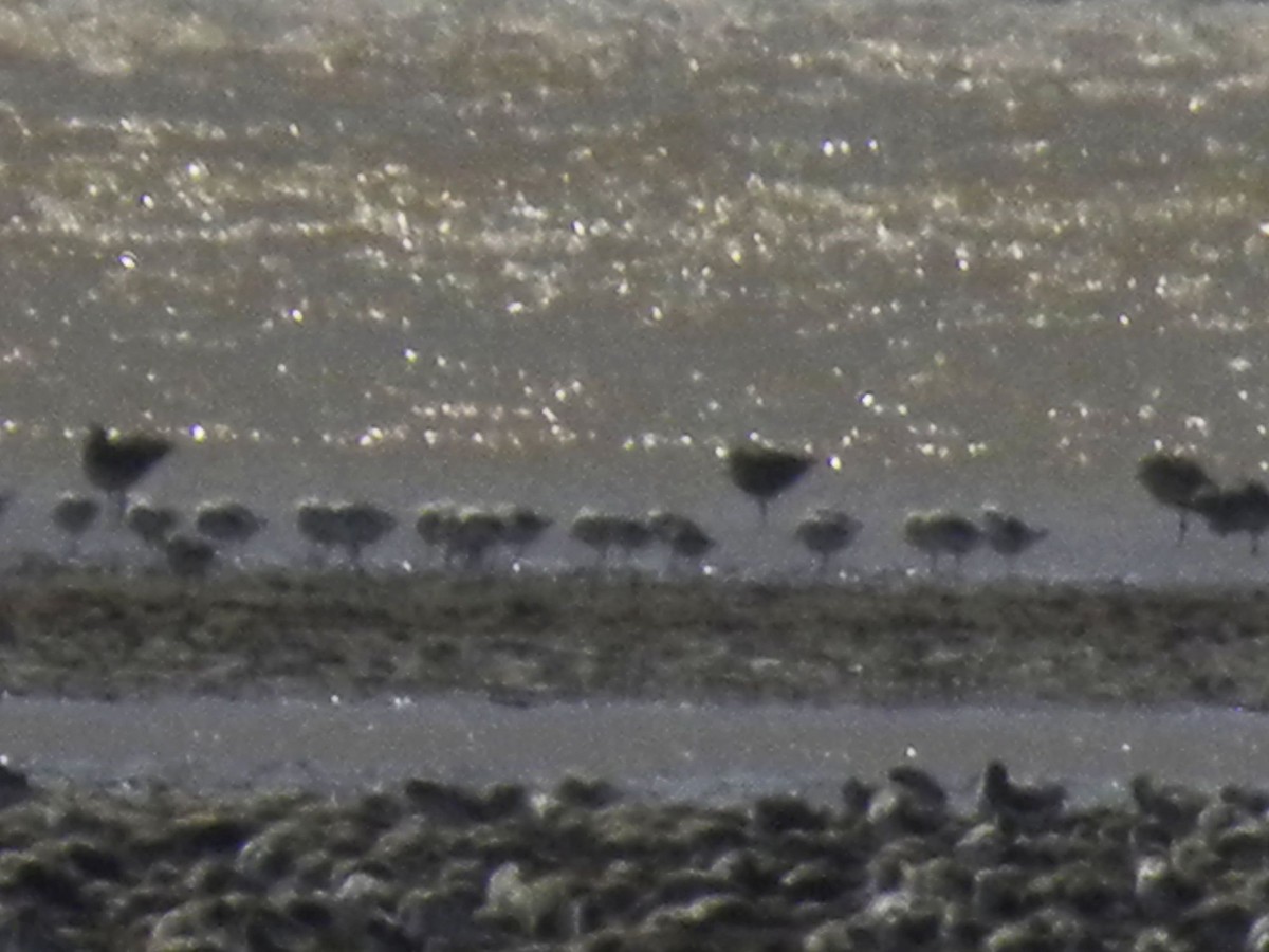 Sanderling - ML645369282