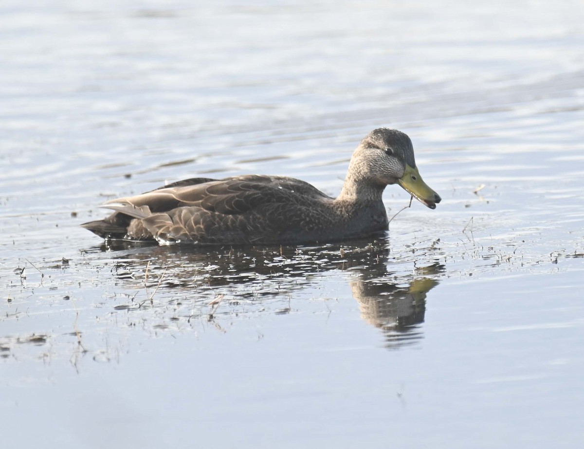 American Black Duck - ML645369283