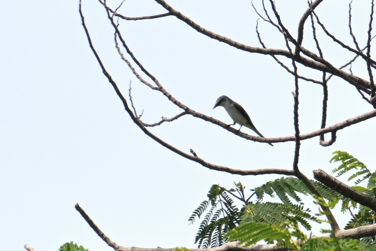 Ashy Minivet - ML645369297