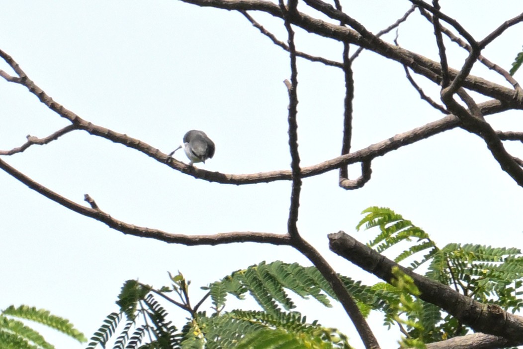 Ashy Minivet - ML645369298