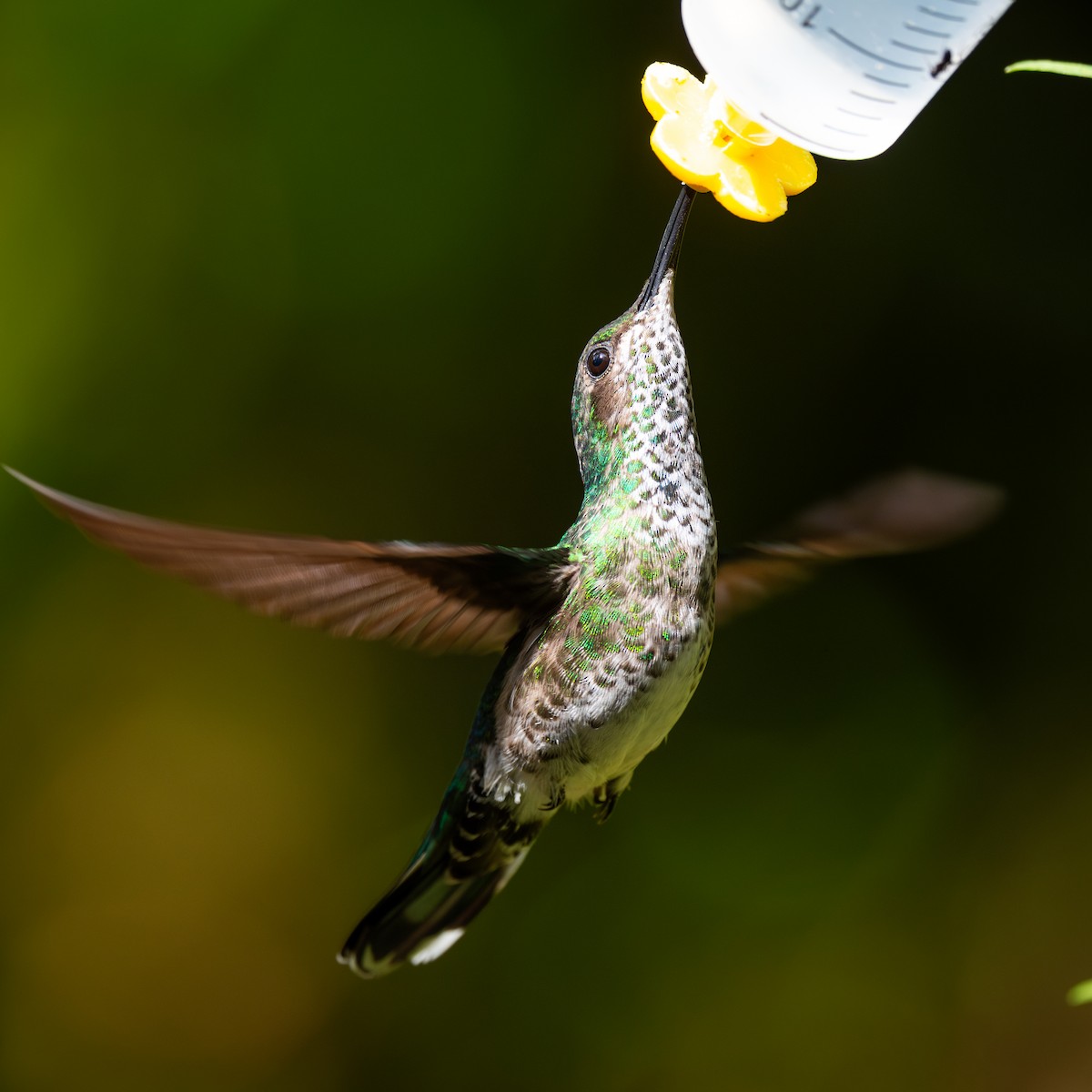 White-necked Jacobin - ML645369302
