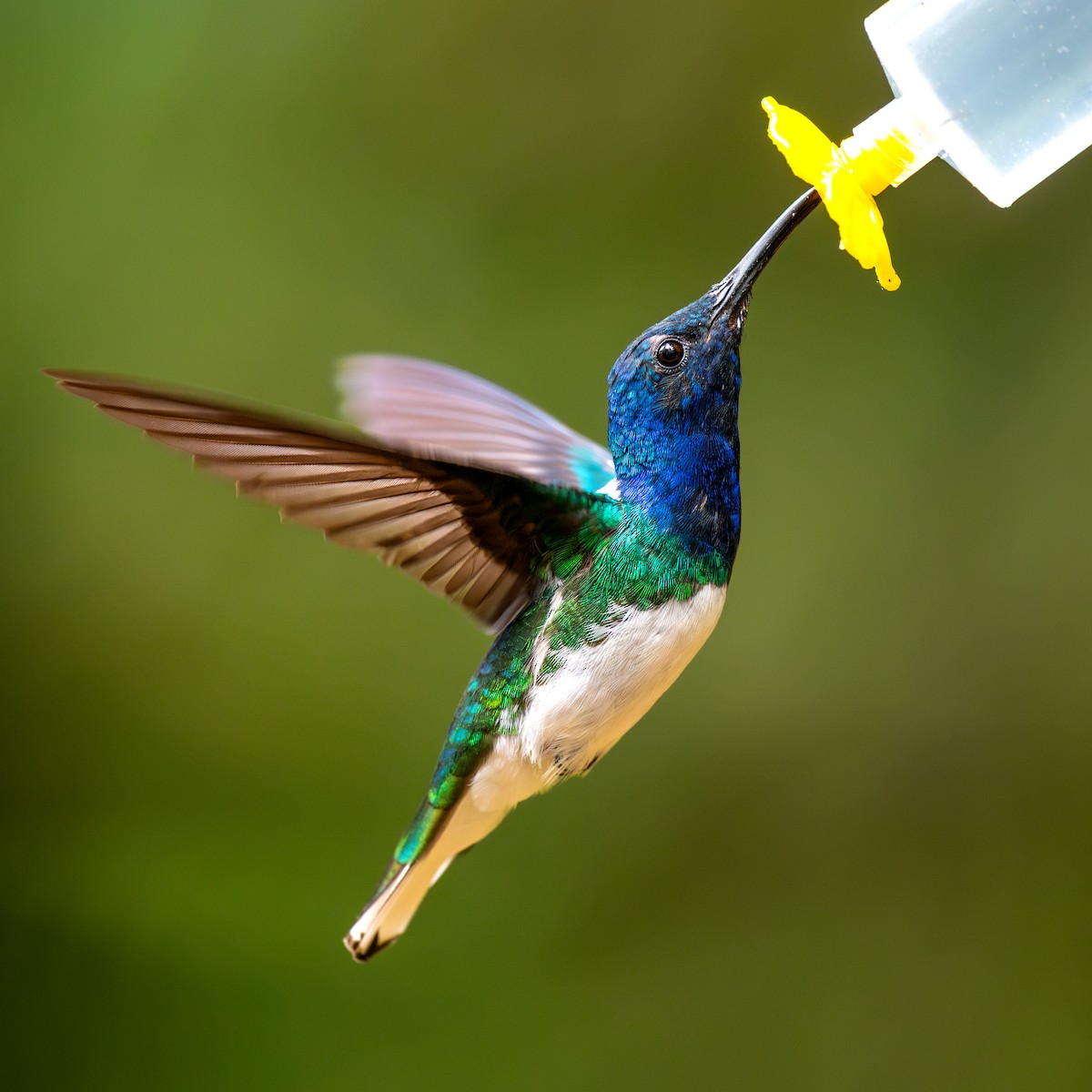 White-necked Jacobin - ML645369303
