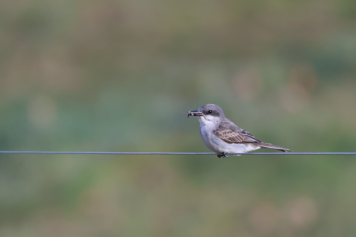 Gray Kingbird - ML645369312