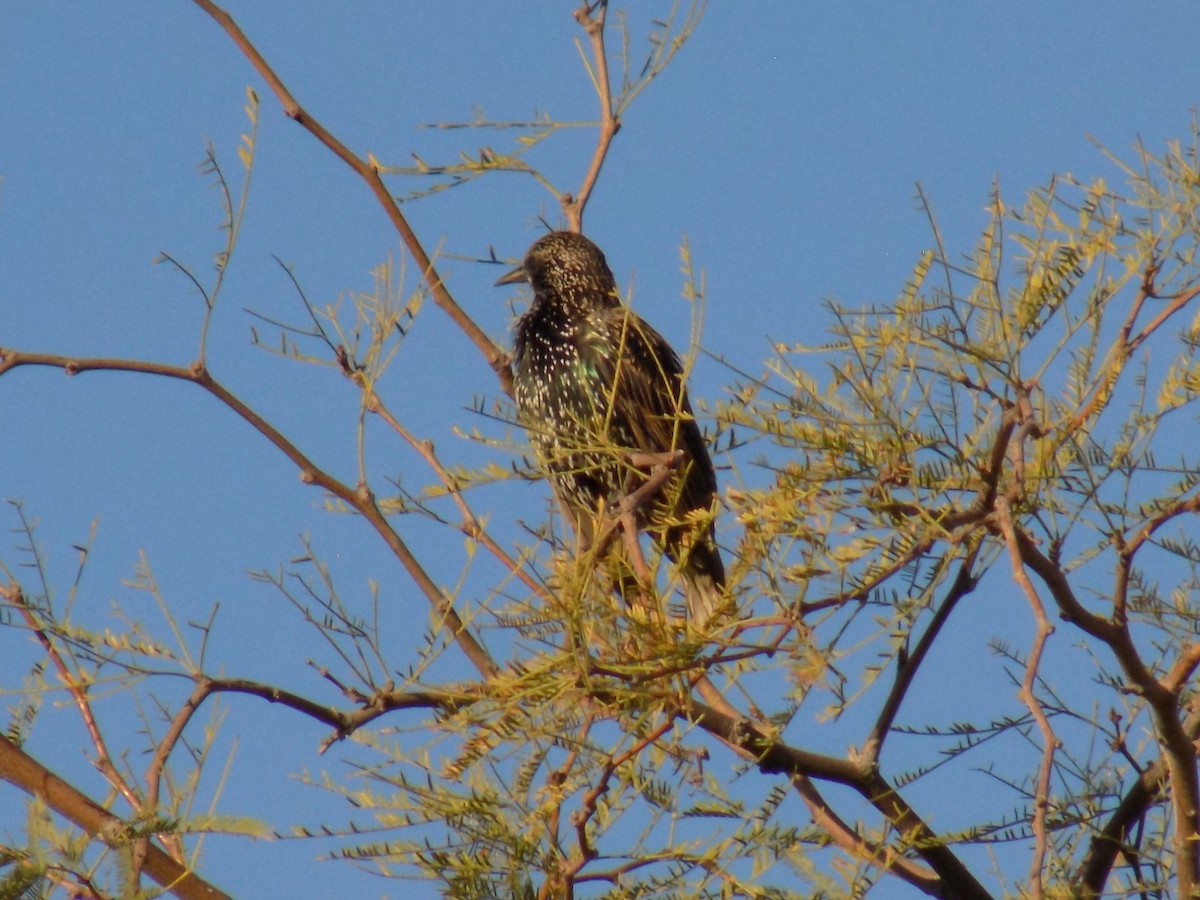 špaček obecný - ML645369315