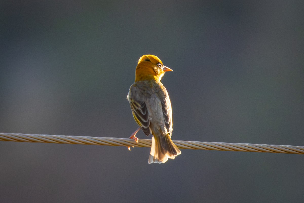 Red-headed Weaver (Southern) - ML645369316