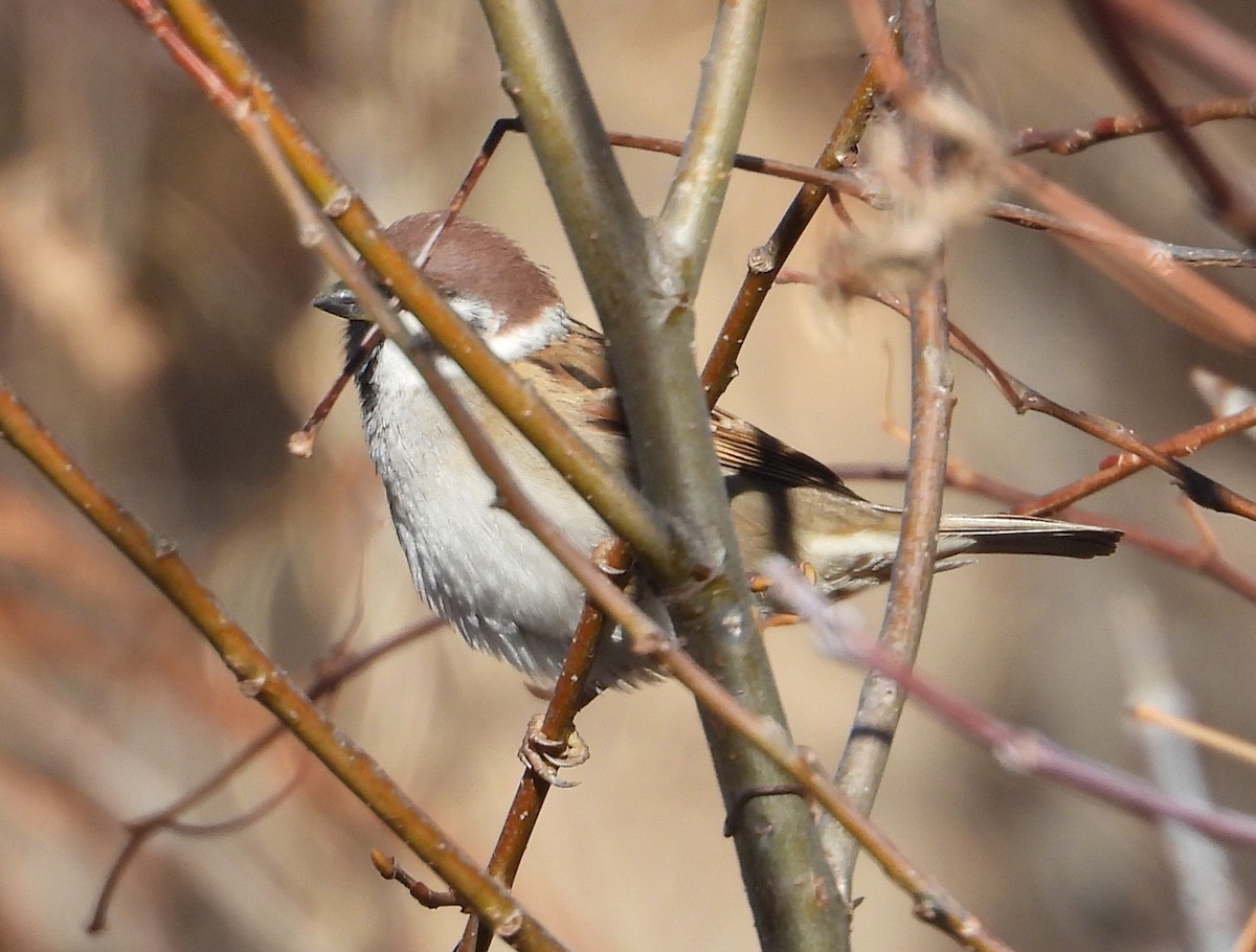 Ağaç Serçesi - ML645369317