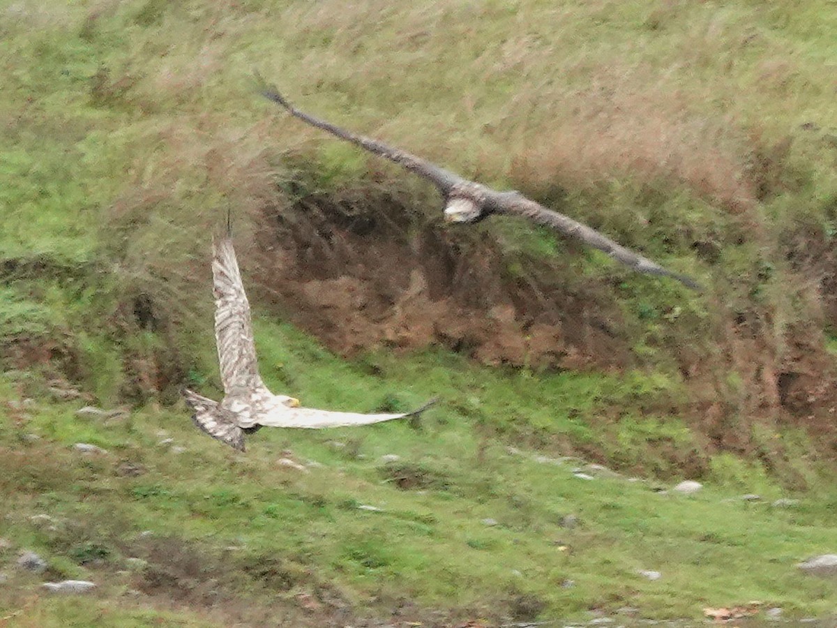 orel bělohlavý - ML645369324