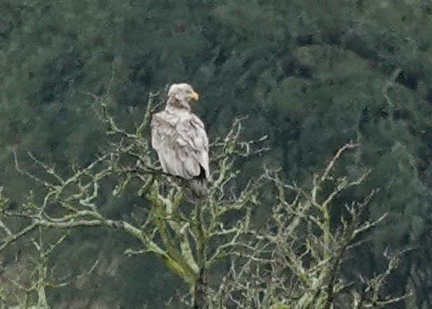 orel bělohlavý - ML645369325