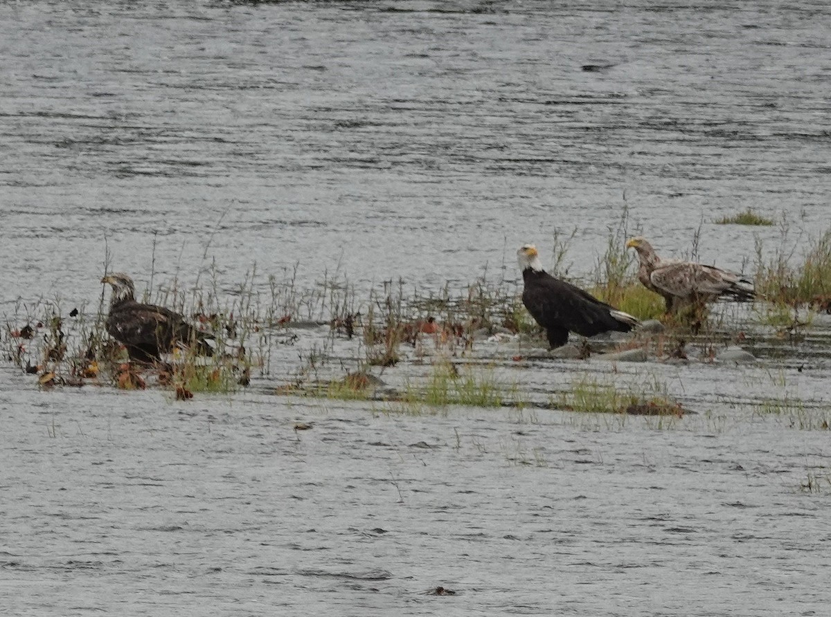 orel bělohlavý - ML645369326