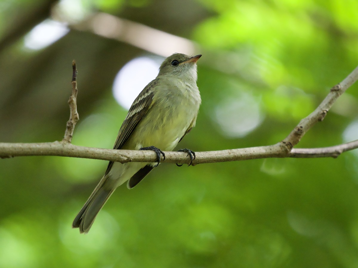 Caribbean Elaenia - ML645369330