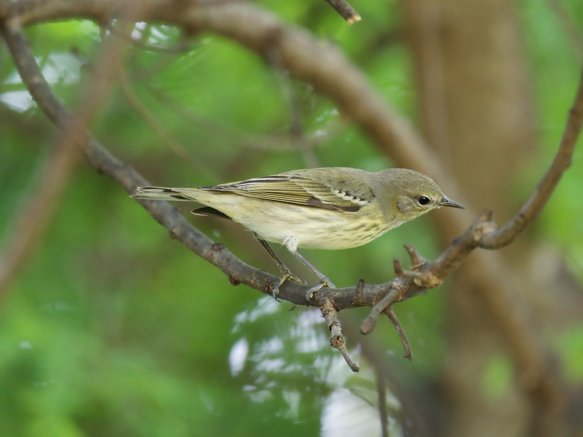 ホオアカアメリカムシクイ - ML645369336