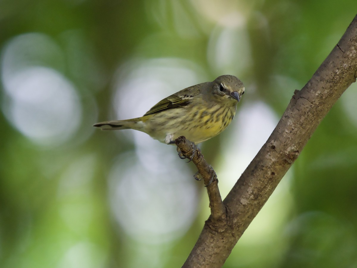 ホオアカアメリカムシクイ - ML645369345