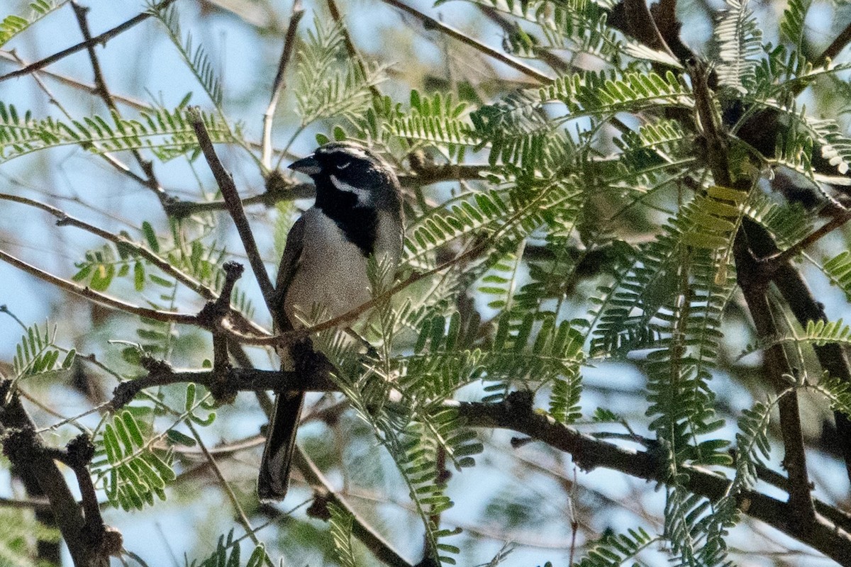 Black-throated Sparrow - ML645369348