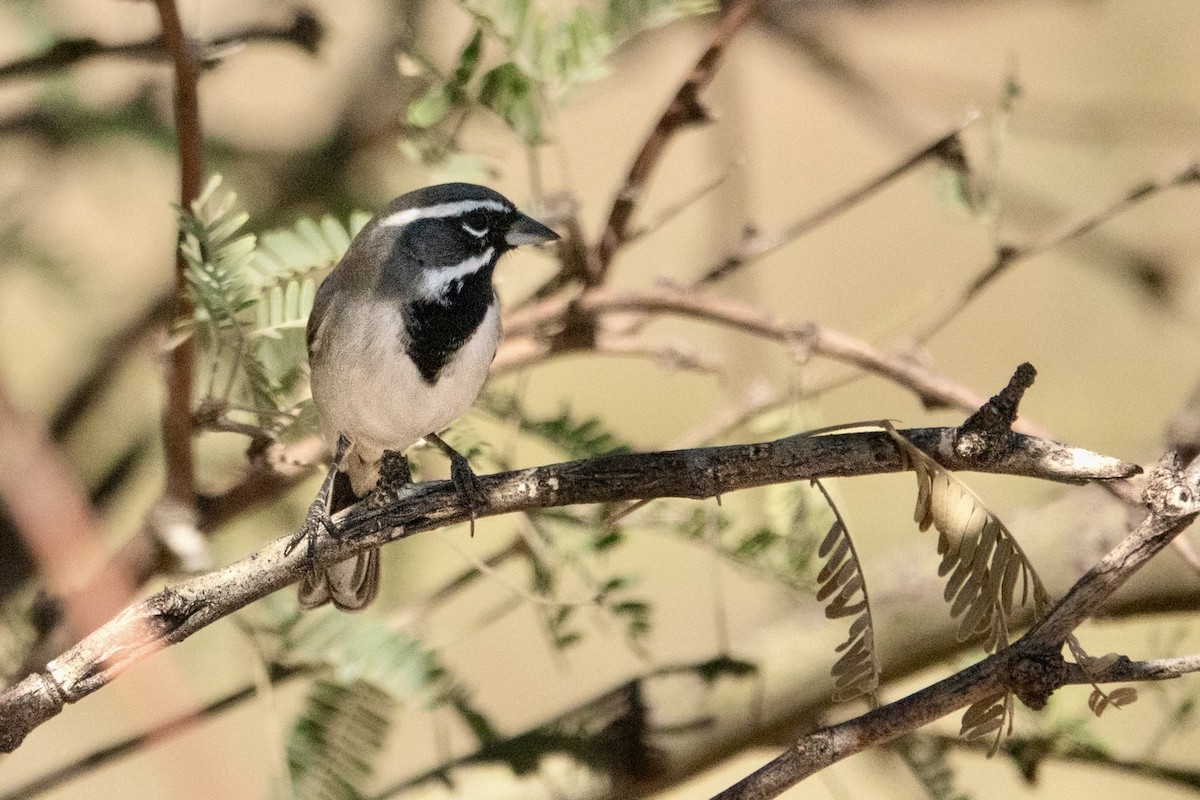 Black-throated Sparrow - ML645369350