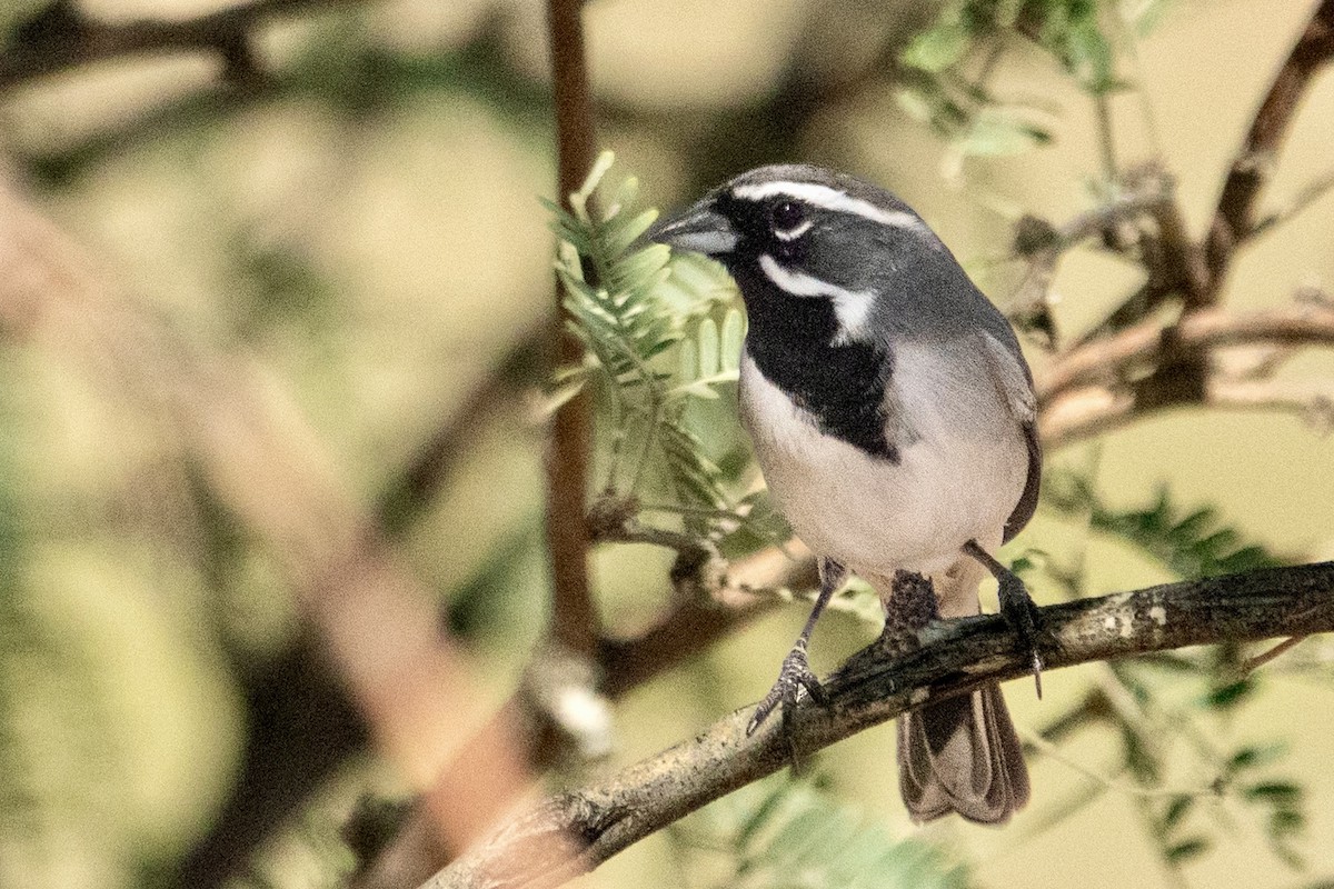 Black-throated Sparrow - ML645369351