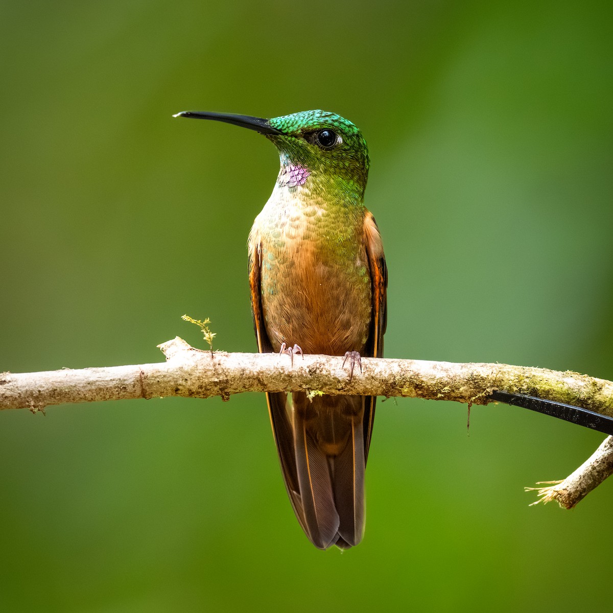 Fawn-breasted Brilliant - ML645369353