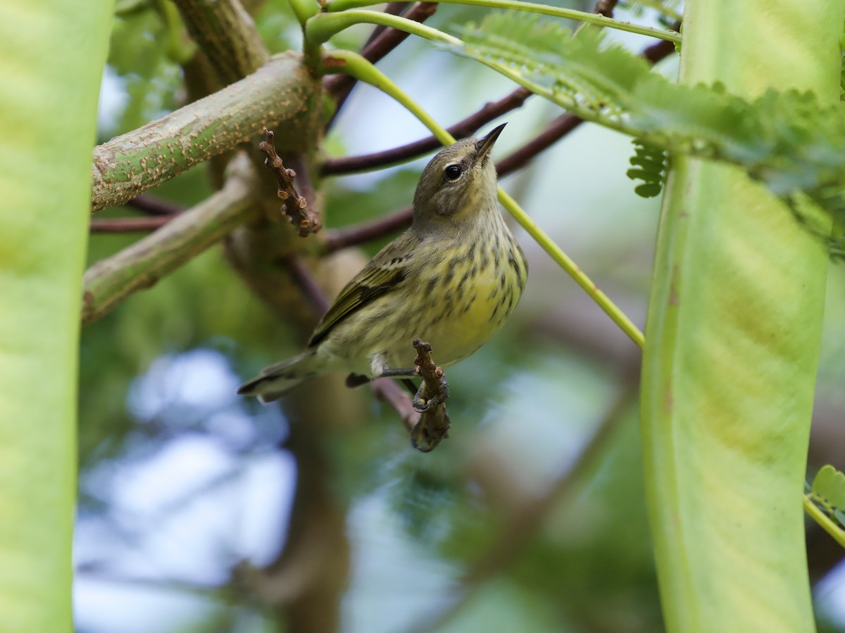 ホオアカアメリカムシクイ - ML645369355