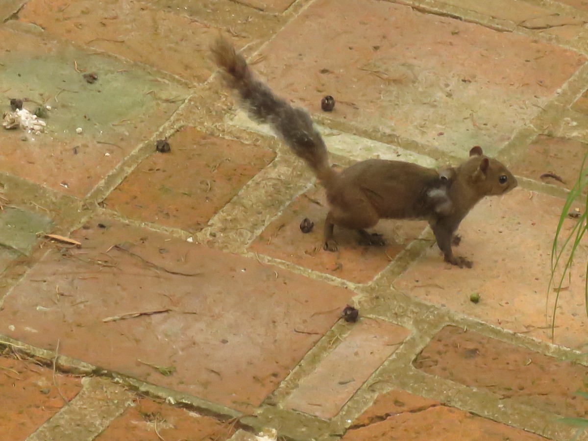 Mammals - ML645369357