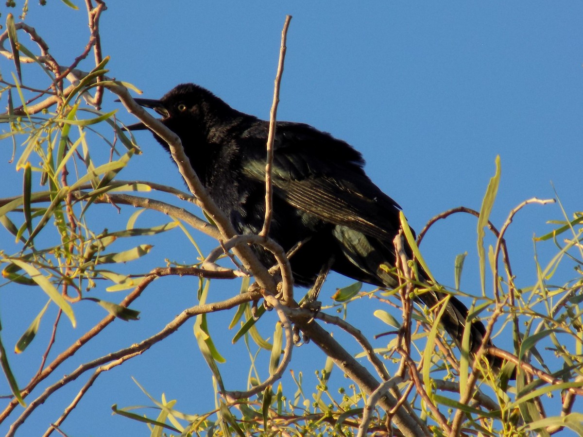 vlhovec velkoocasý - ML645369363