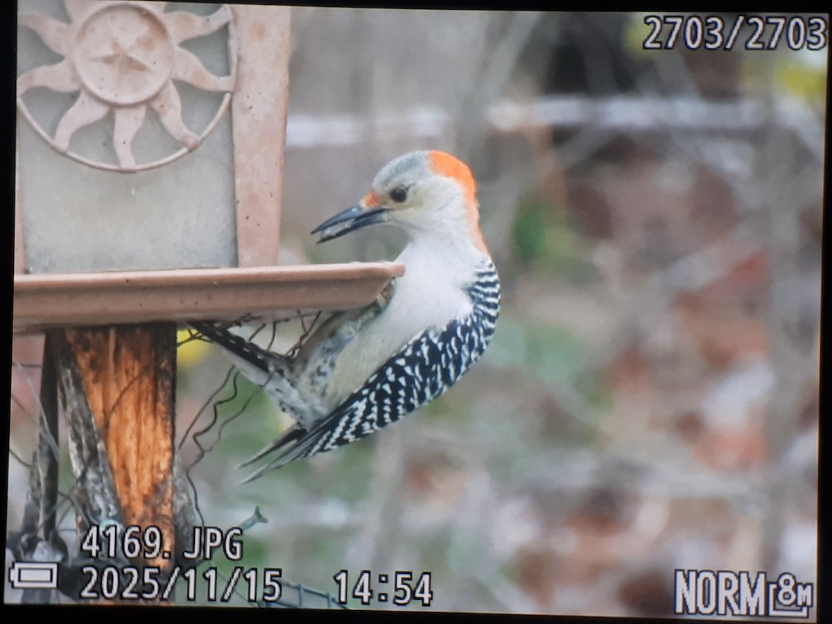 Red-bellied Woodpecker - ML645369372