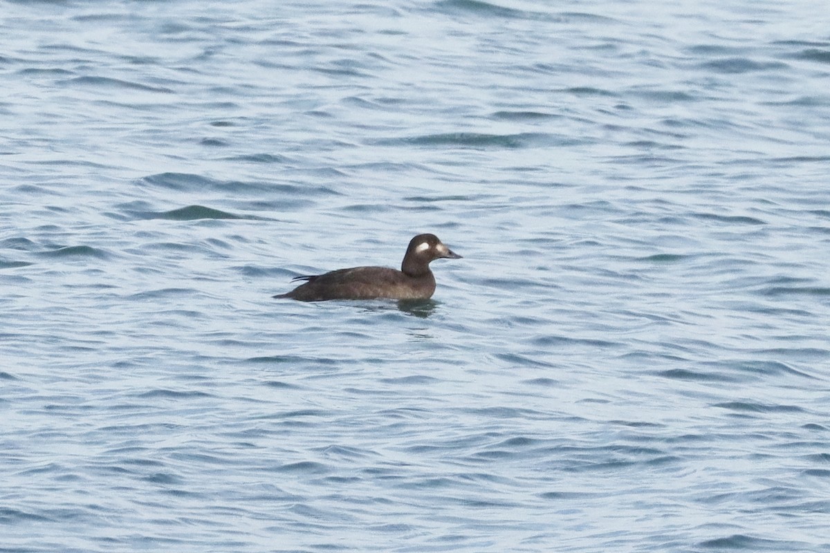 White-winged Scoter - ML645369380