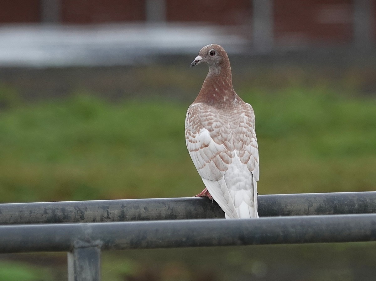 holub skalní (domácí) - ML645369383