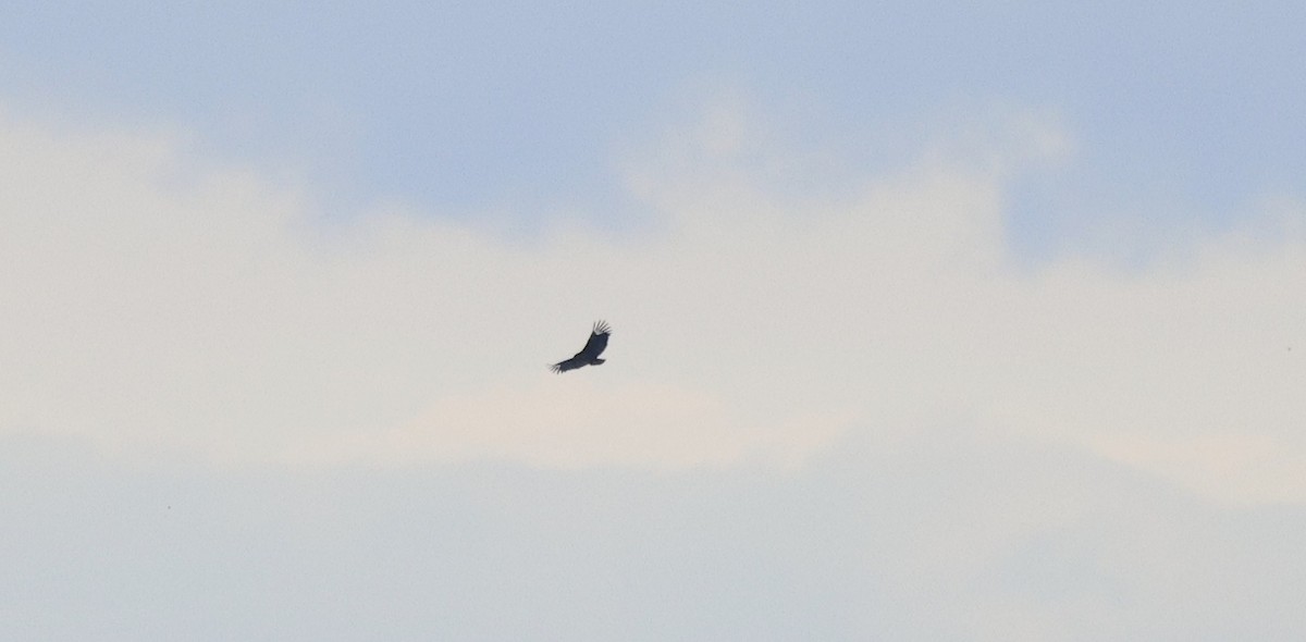 Катарта чорна - ML645369384