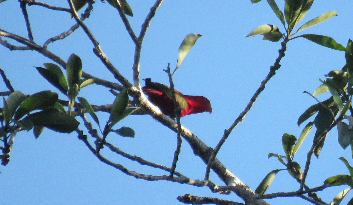 Chattering Lory - ML645369385