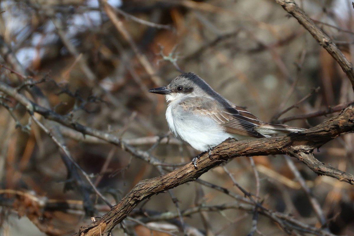 Gray Kingbird - ML645369392