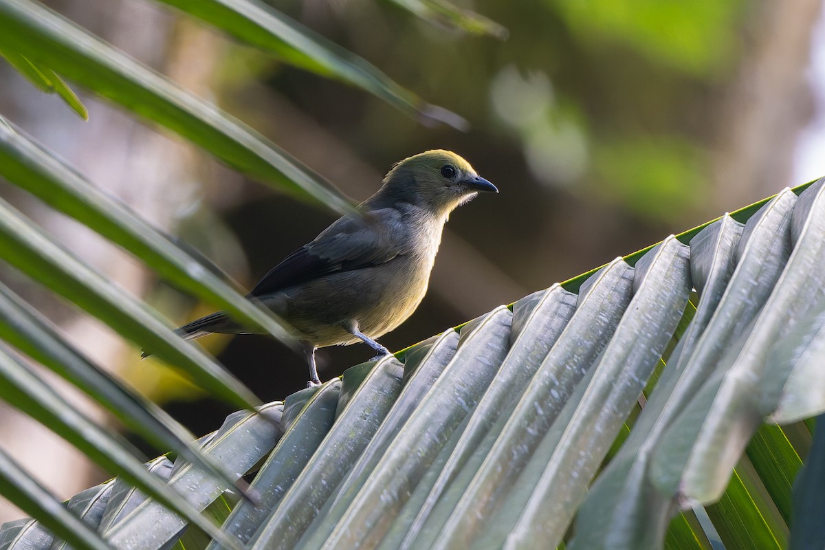 Пальмовая танагра - ML645369398